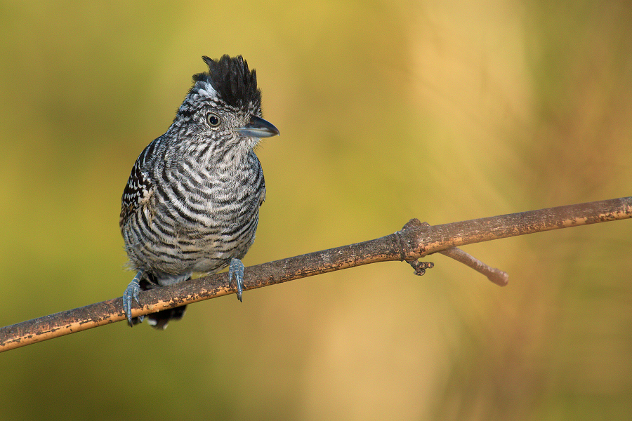 Barred_Antshrike_IMG_4314