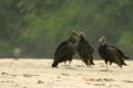 TrindadTobago/Black_Vulture_Discussing_MG_6258.jpg