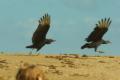 TrindadTobago/Black_Vulture_Fighting_MG_6233.jpg