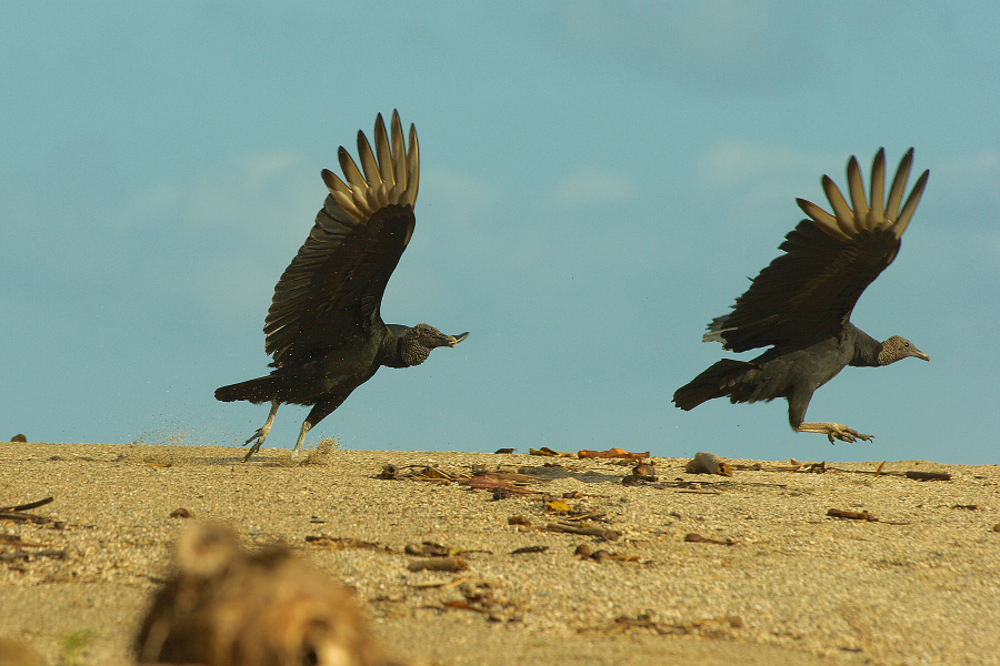 Black_Vulture_Fighting_MG_6233