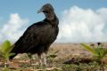 TrindadTobago/Black_Vulture_MG_6143.jpg