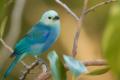 TrindadTobago/Blue_gray_tanager_IMG_4997.jpg