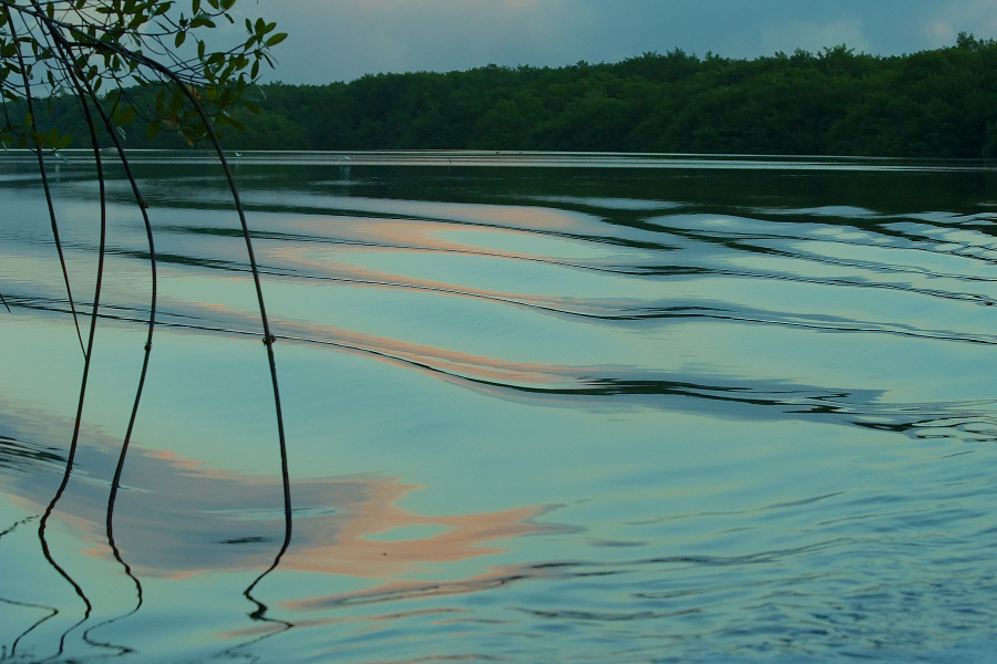 Caroni_Swamp_MG_6664