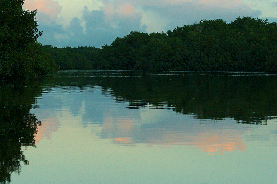 Caroni_Swamp_MG_6665