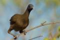 TrindadTobago/Chachalaca_IMG_4343.jpg