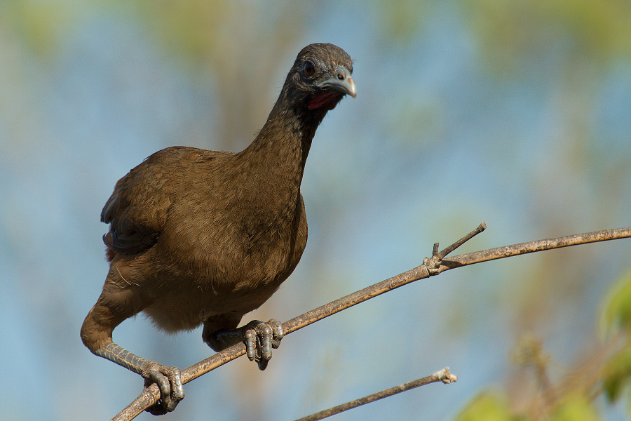 Chachalaca_IMG_4343