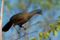 TrindadTobago/Chachalaca_IMG_4345.jpg