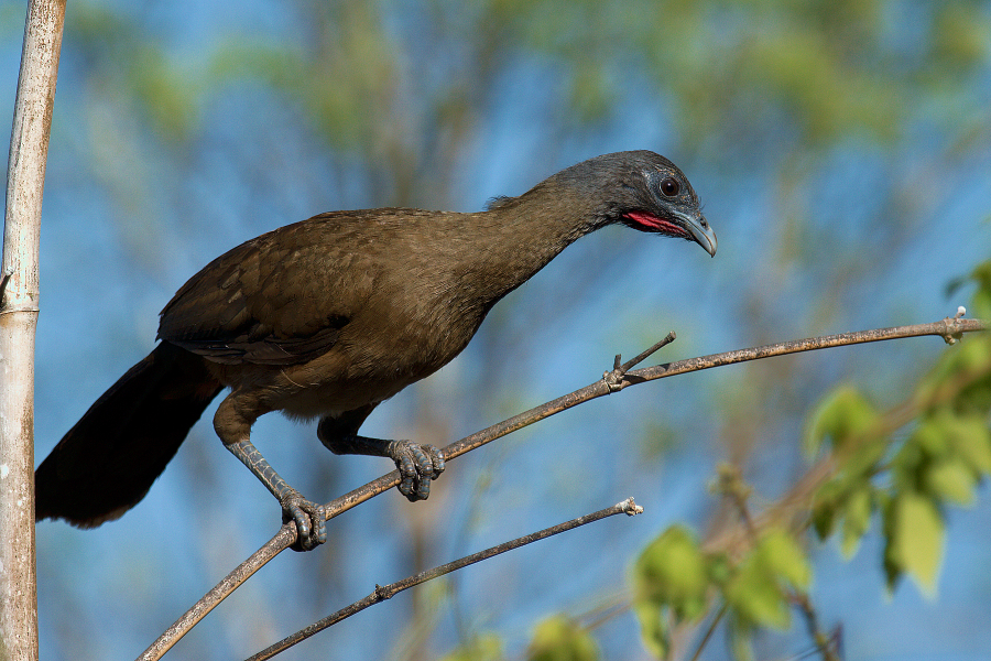 Chachalaca_IMG_4345