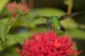 TrindadTobago/Copper_rumped_IMG_4822_1.jpg