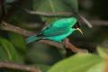 TrindadTobago/Gree_honeycreeper_IMG_1799.jpg