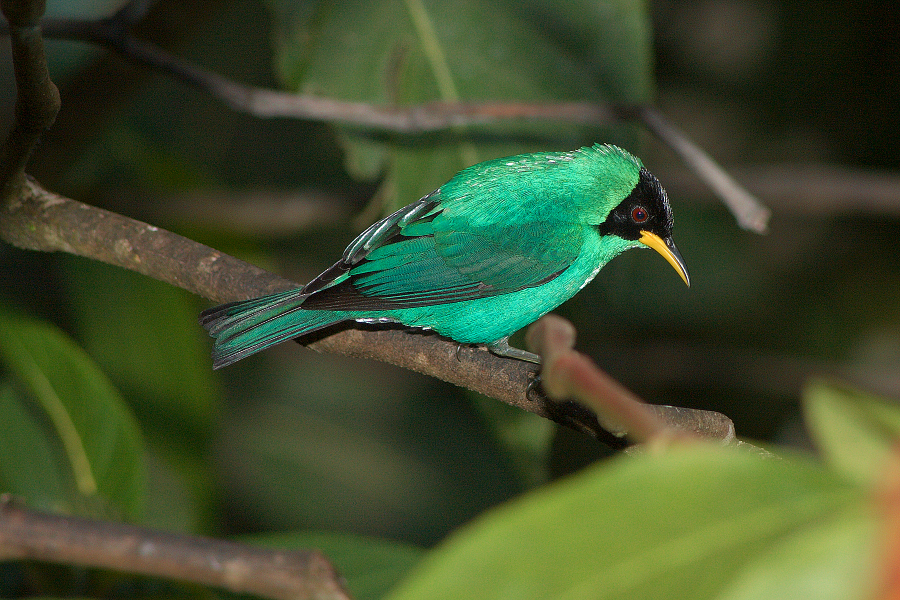 Gree_honeycreeper_IMG_1799