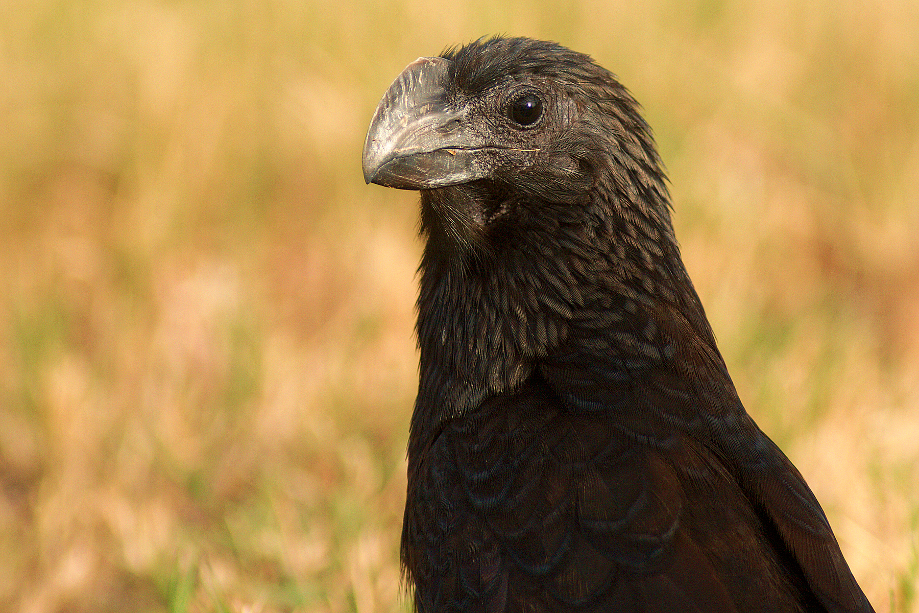 Groove-billed Ani_IMG_5467