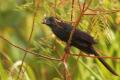 TrindadTobago/Groove-billed Ani_IMG_5748.jpg