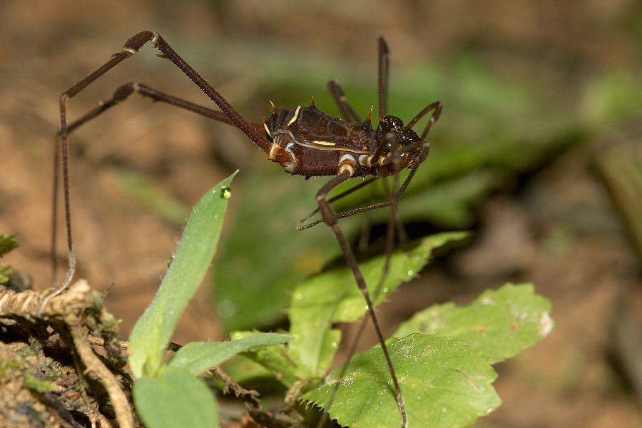 Harvestman