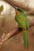 TrindadTobago/Jacamar_IMG_5499.jpg