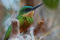 TrindadTobago/Jacamar_IMG_5502.jpg