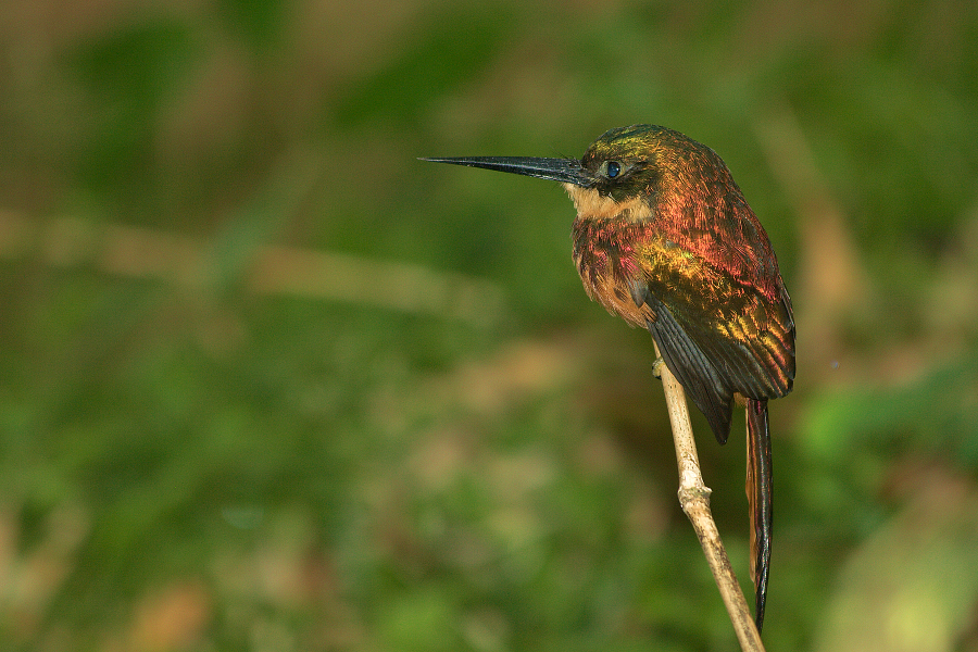 Jacamar_MG_6897