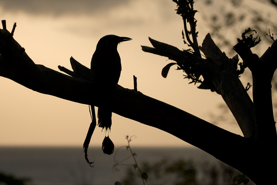 MotMot_IMG_4378_1