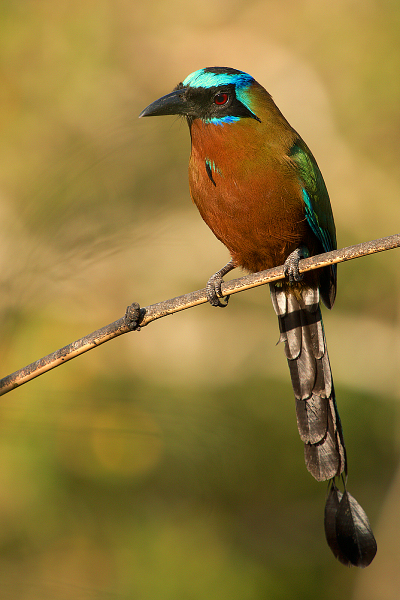 MotMot_IMG_4559