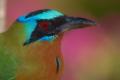 TrindadTobago/MotMot_IMG_5086.jpg