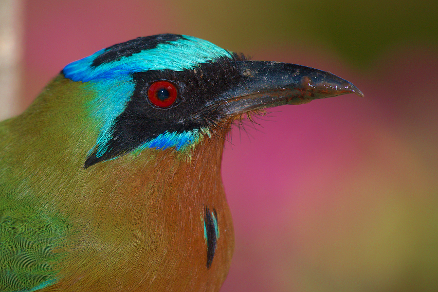 MotMot_IMG_5086