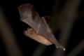 TrindadTobago/Nectar_feeding_bat_IMG_4489.jpg