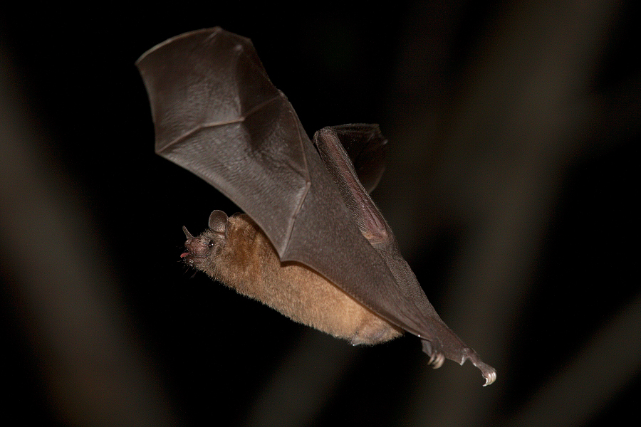 Nectar_feeding_bat_IMG_4489