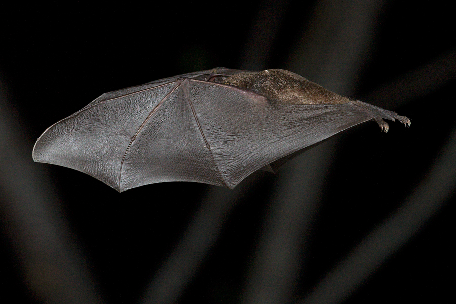 Nectar_feeding_bat_IMG_4524