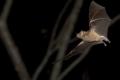 TrindadTobago/Nectar_feeding_bat_IMG_4771.jpg