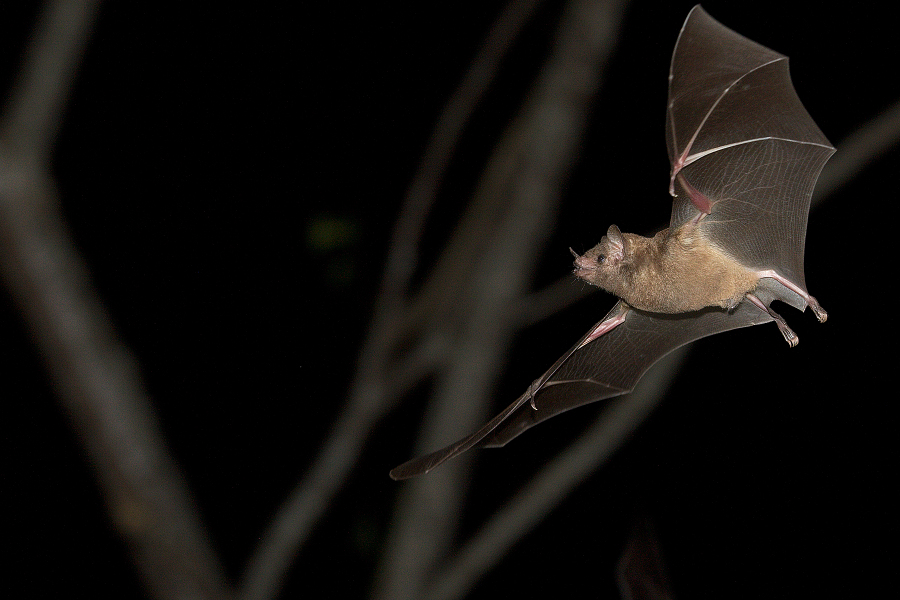 Nectar_feeding_bat_IMG_4771