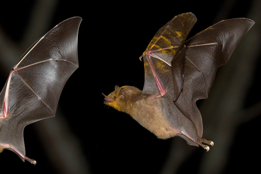 Nectar_feeding_bat_IMG_4807_1