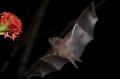 TrindadTobago/Nectar_feeding_bat_IMG_6178_1.jpg