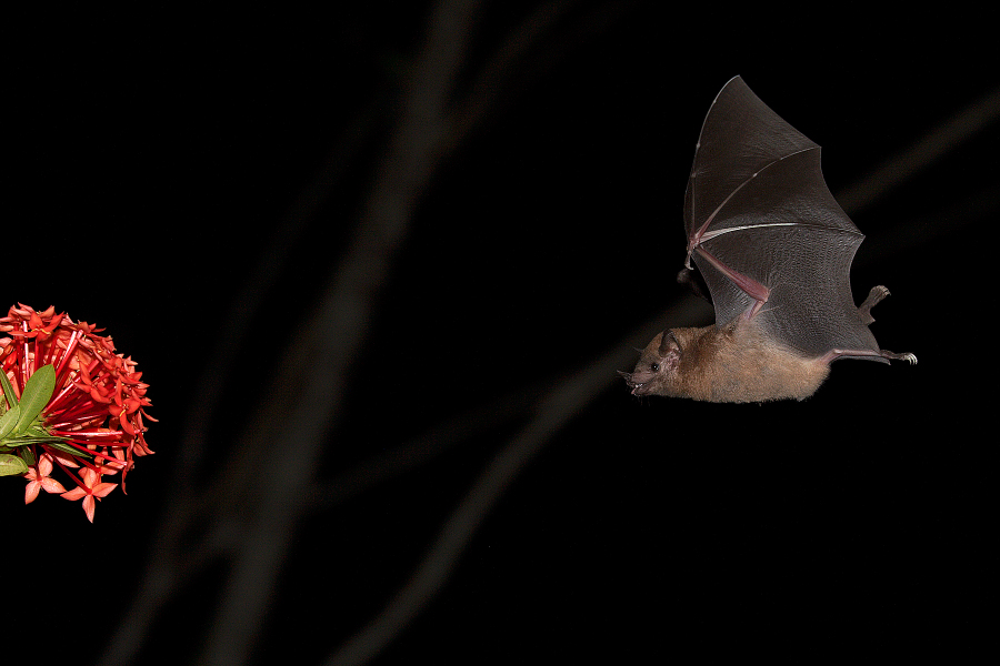 Nectar_feeding_bat_IMG_6186_1