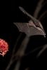 TrindadTobago/Nectar_feeding_bat_IMG_6190_1.jpg