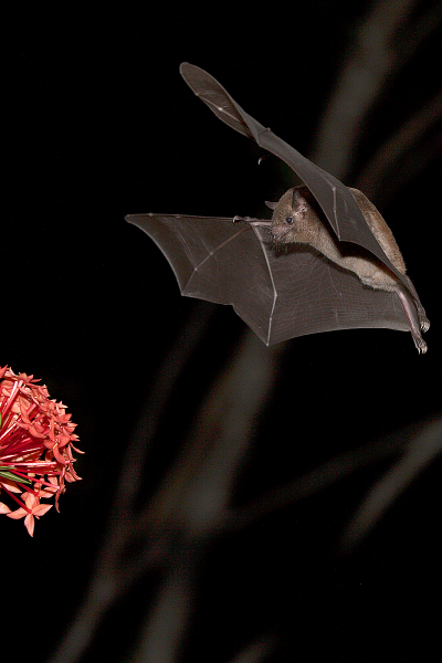 Nectar_feeding_bat_IMG_6190_1