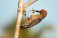 TrindadTobago/Red-crwoned_woodpeacker_IMG_4858.jpg