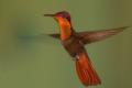 TrindadTobago/Ruby_Topaz_hummingbird_IMG_5372.jpg