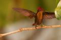 TrindadTobago/Ruby_Topaz_hummingbird_IMG_5547.jpg