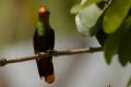 TrindadTobago/Ruby_Topaz_hummingbird_IMG_5548.jpg