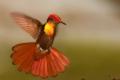 TrindadTobago/Ruby_Topaz_hummingbird_IMG_5569.jpg