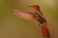 TrindadTobago/Ruby_Topaz_hummingbird_IMG_5732.jpg