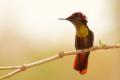 TrindadTobago/Ruby_Topaz_hummingbird_IMG_6019_1.jpg