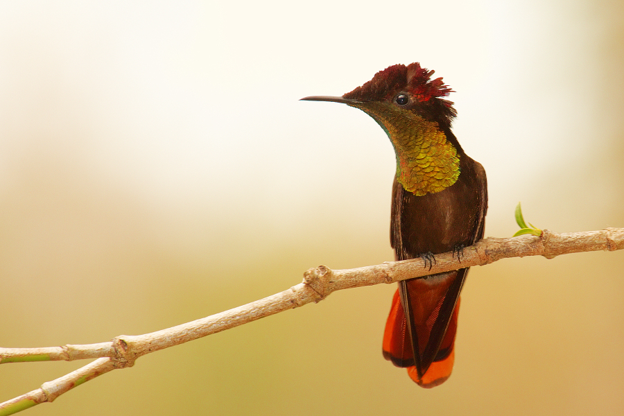 Ruby_Topaz_hummingbird_IMG_6019_1