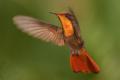 TrindadTobago/Ruby_Topaz_hummingbird_IMG_6065.jpg