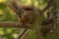 TrindadTobago/Squirrel_IMG_4876.jpg