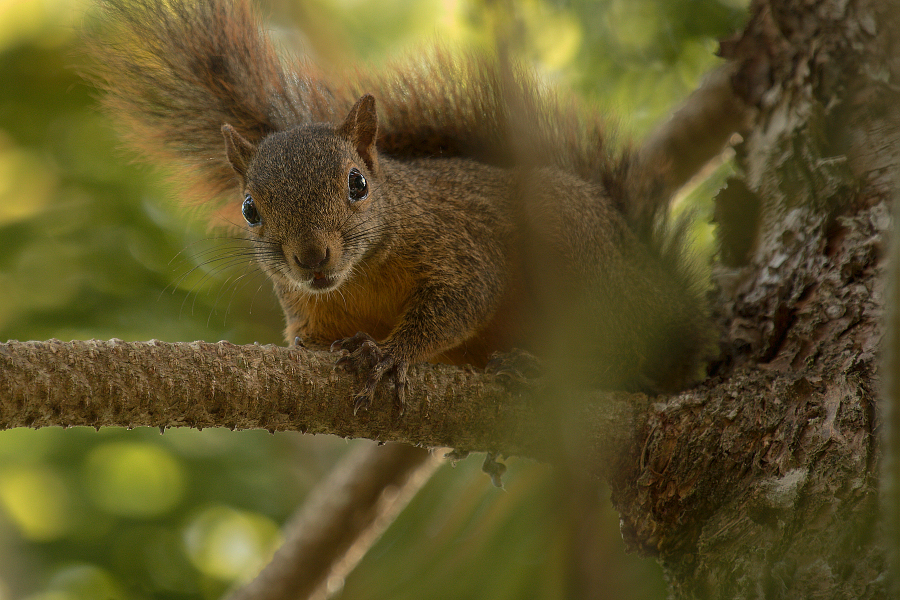 Squirrel_IMG_4876