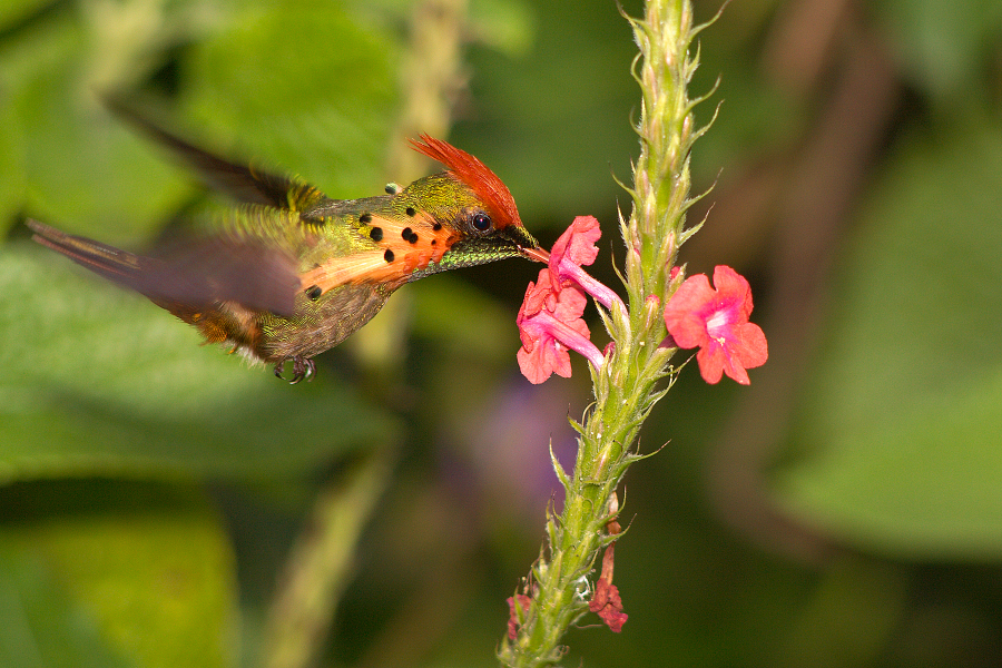 Tufted_coquette_male_