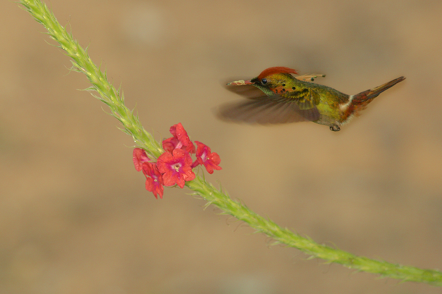 Tufted_coquette_male_1