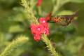 TrindadTobago/Tufted_coquette_male_2__2_IMG_1273.jpg