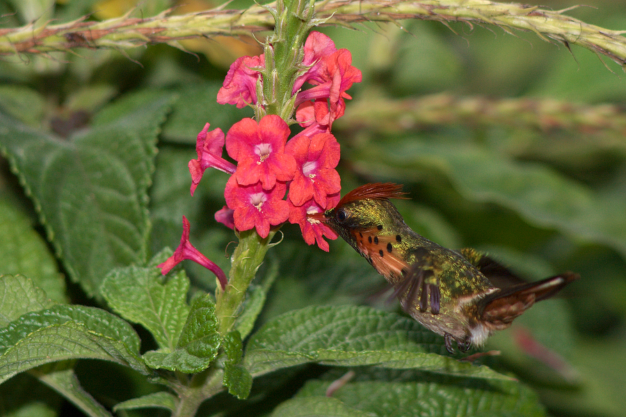 Tufted_coquette_male_3